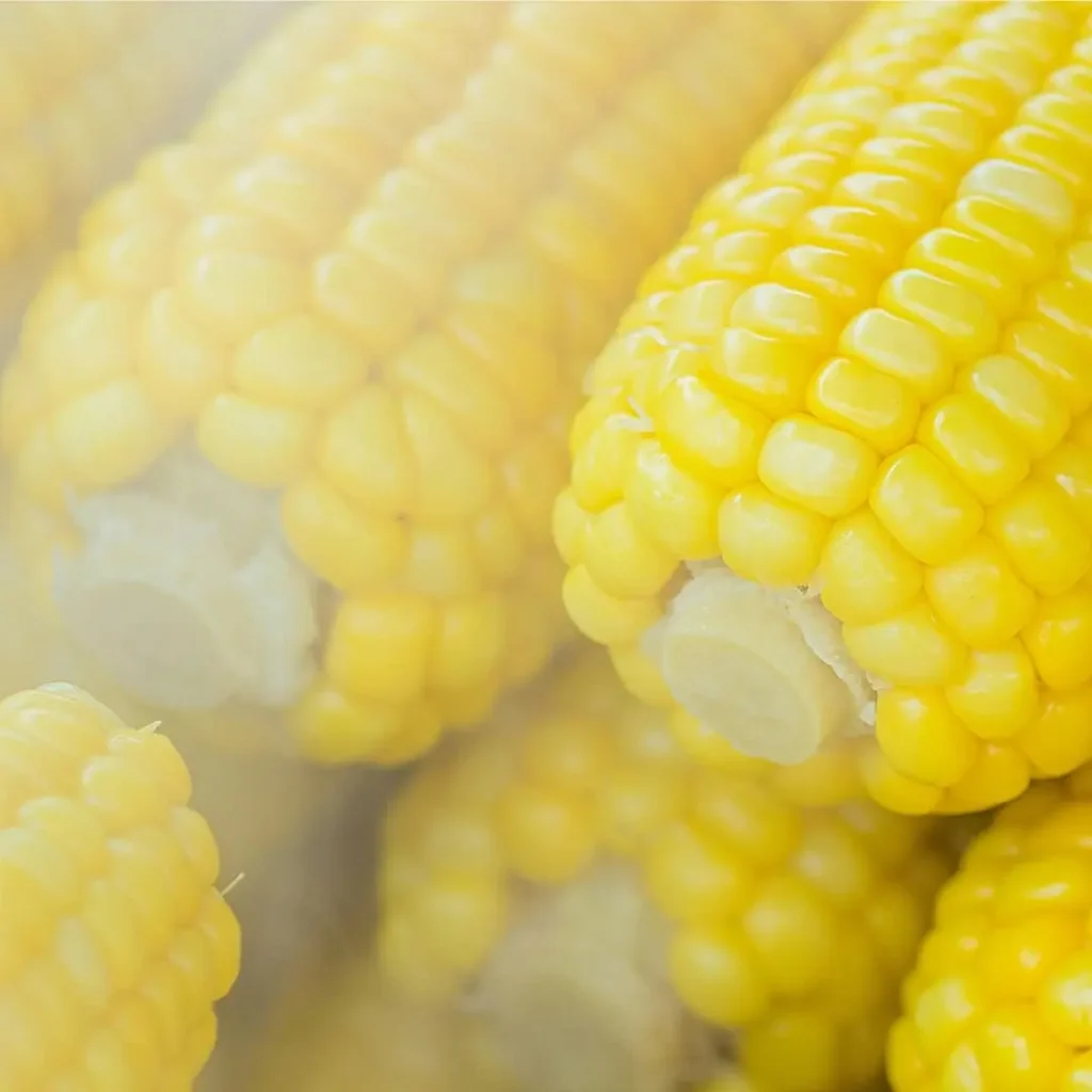 Steamed corn on the cob with soft, shiny kernels, with a text overlay: "Is Corn Good for Weight Loss?"