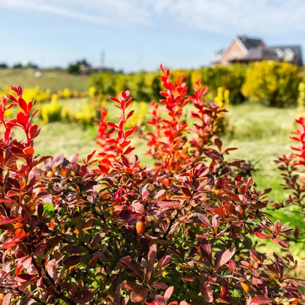 A picturesque view of a vibrant berberis shrub with bright red leaves and berries in a sunny outdoor setting, symbolizing the natural source of berberine.