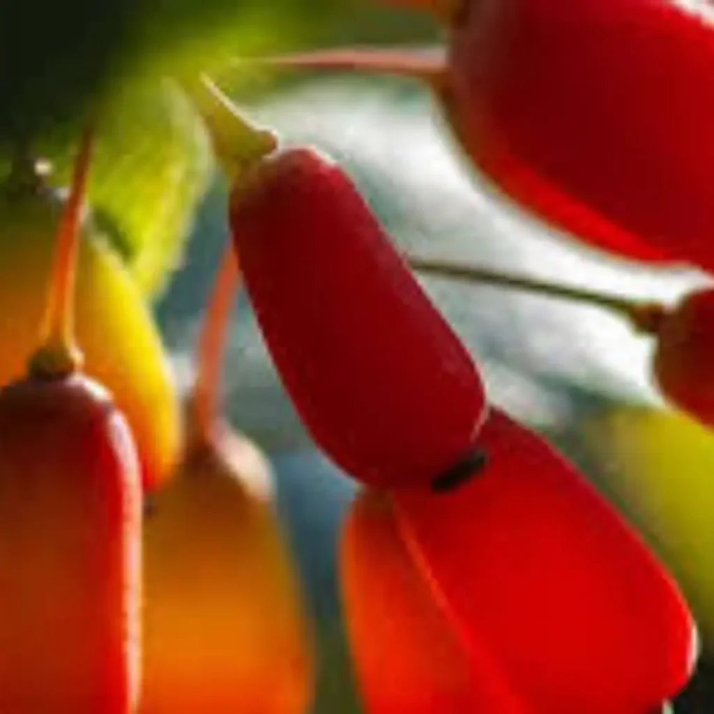 A close-up of ripe red berberis berries hanging from a branch, highlighting the natural origin of berberine for weight loss.