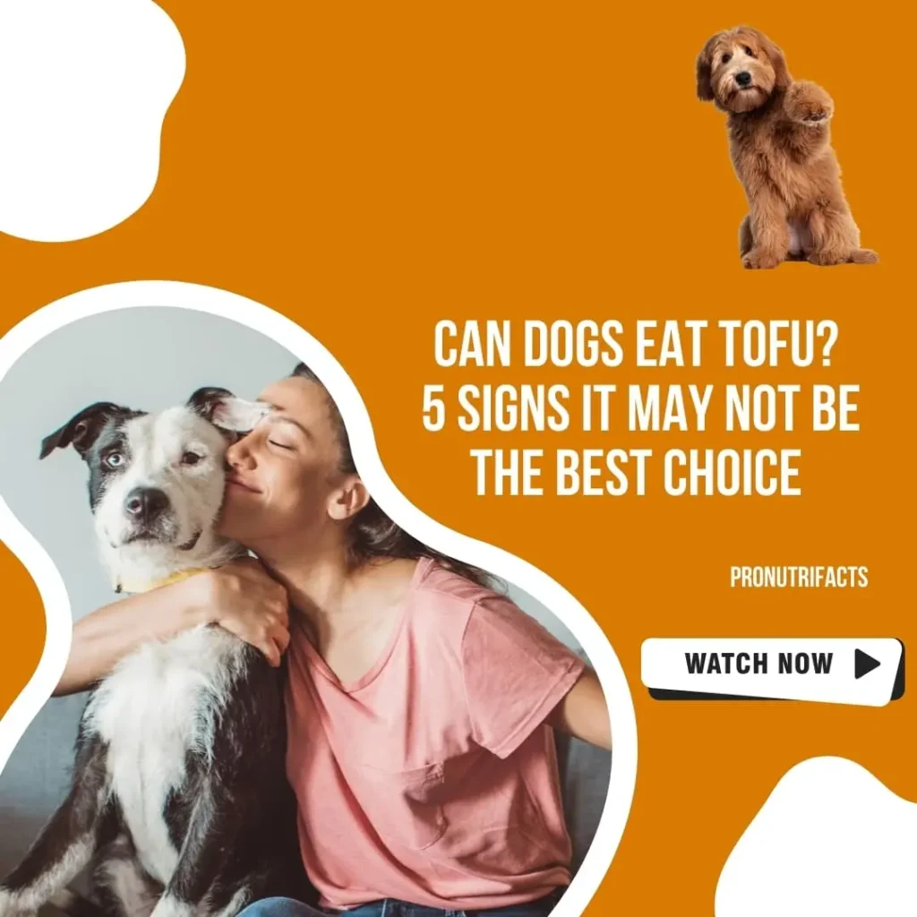 Can Dogs Eat Tofu?