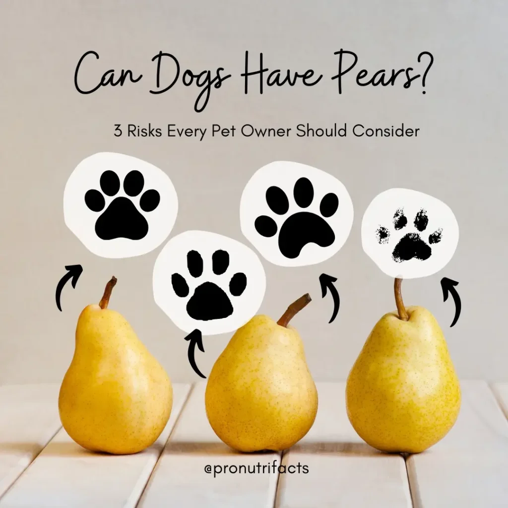 "Can Dogs Have Pears? 3 Risks Every Pet Owner Should Consider" – A creative image featuring three pears with paw print icons pointing to each one, symbolizing the three risks of feeding pears to dogs. The text highlights key concerns pet owners should be aware of before offering this fruit to their furry friends.